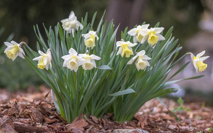 Нарцисс гибридный (Narcissus x hybridus), фото фотография весенние цветы