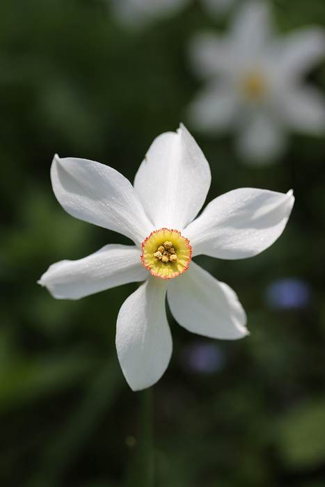 Нарцисс поэтический (Narcissus poeticus), фото фотография весенние цветы