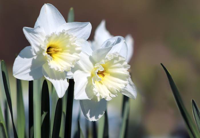 Нарцисс гибридный, фото фотография весенние цветы