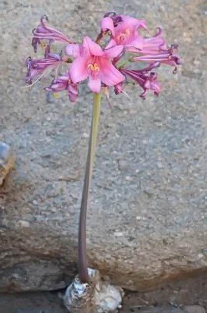 Амариллис райский (Amaryllis paradisicola), фото фотография растения
