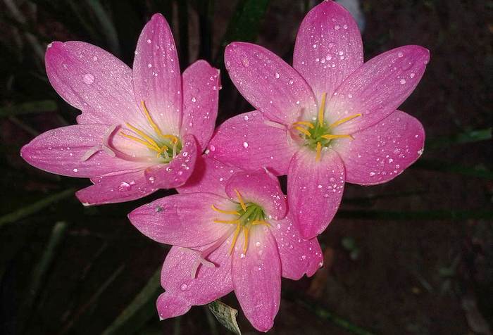 Зефирантес розовый (Zephyranthes rosea), фото фотография растения