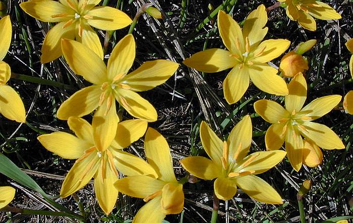 Зефирантес лимонный (Zephyranthes citrina), фото фотография растения