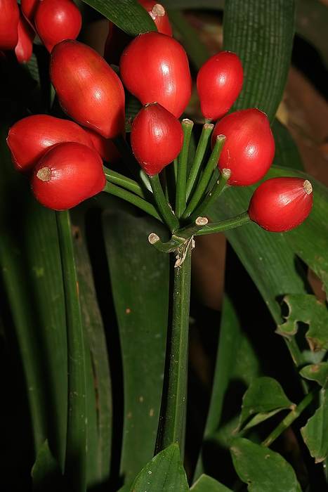 Кливия киноварная (Clivia miniata), ягоды, фото фотография растения