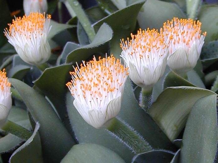 Гемантус белоцветковый (Haemanthus albiflos), фото фотография растения