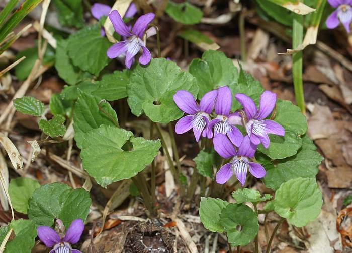   (Viola selkirkii),   