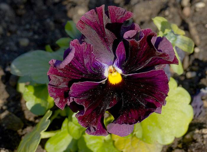   (Viola wittrockiana),   