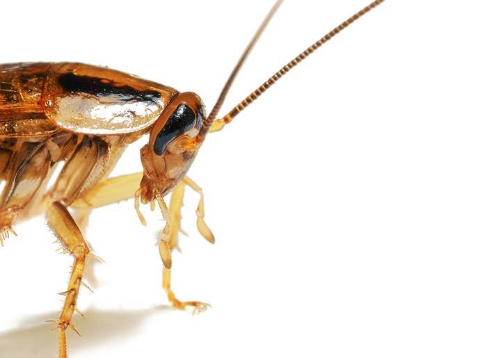 Таракан крупным планом, фото фотография насекомые