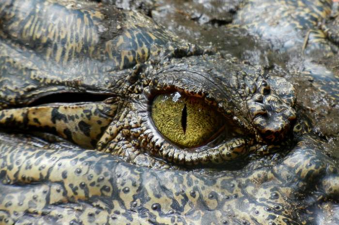 Глаз крокодила, фото фотография рептилии