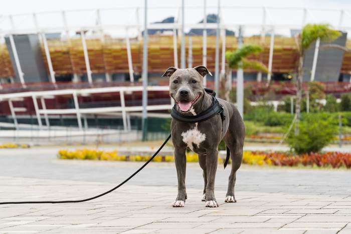 Американский питбультерьер гуляет на поводке, фото фотографии собак