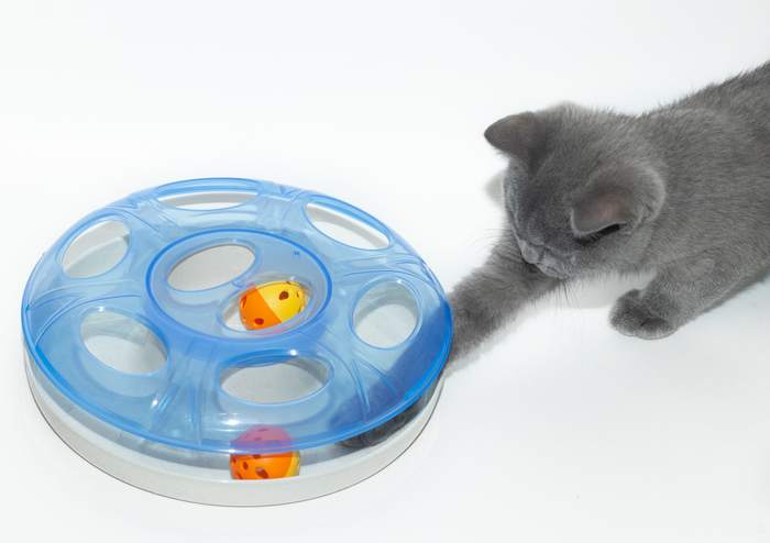 Кошка и интерактивная игрушка, фото фотография