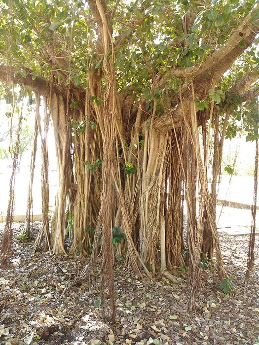Фикус крупнолистный, или баньян (Ficus macrophylla), фото фотография растения