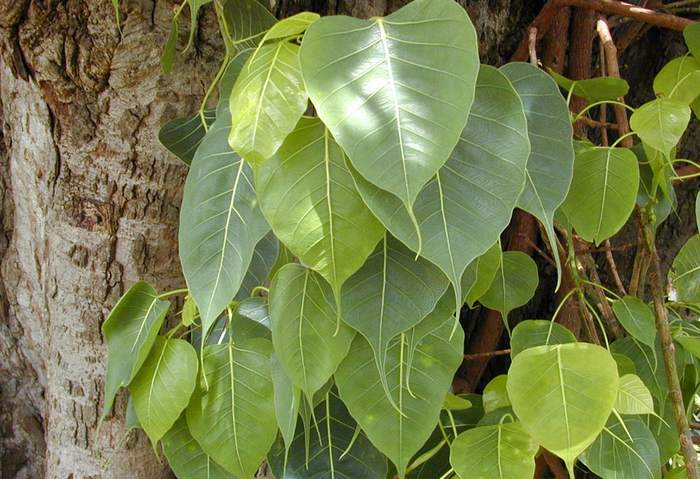 Фикус священный (Ficus religiosa), листья, фото фотография растения