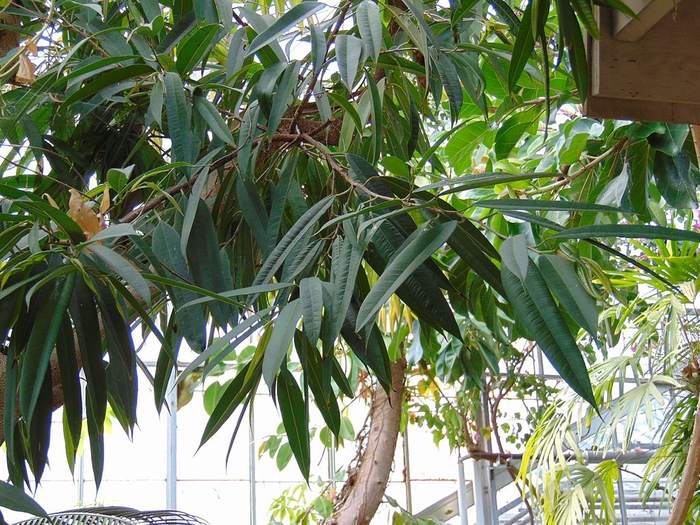Фикус Биннендика (Ficus binnendijkii), фото фотография растения