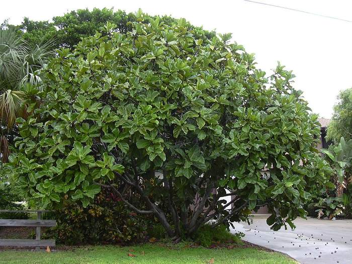 Фикус лировидный (Ficus lyrata), фото фотография растения