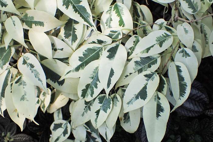 Фикус Бенджамина старлайт (Ficus benjamina 'Starlight'), фото фотография растения
