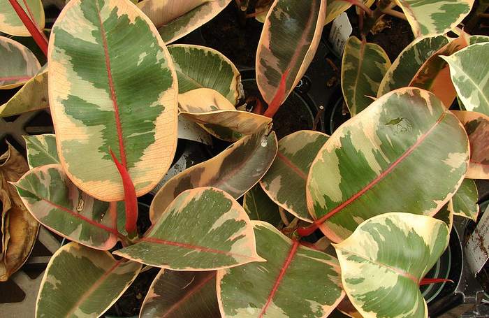 Фикус каучуконосный, или Фикус эластичный (Ficus elastica), фото фотография растения