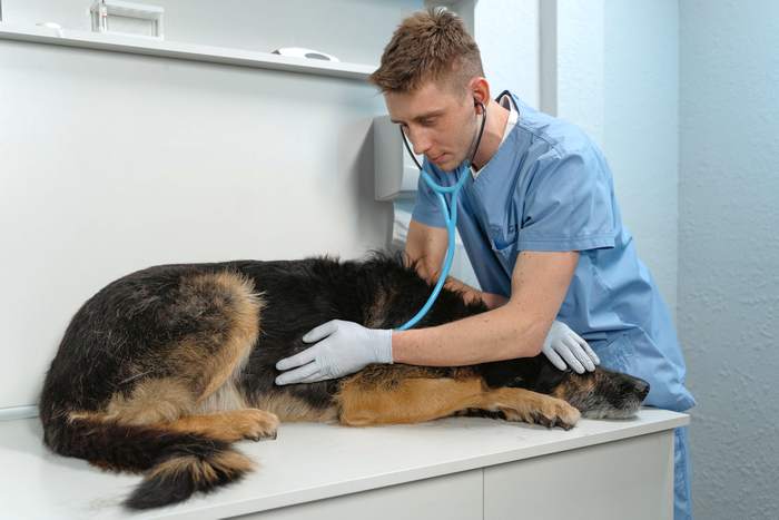 Немецкую овчарку осматривает ветеринарный врач в гостинице для собак, фото фотографии домашние животные