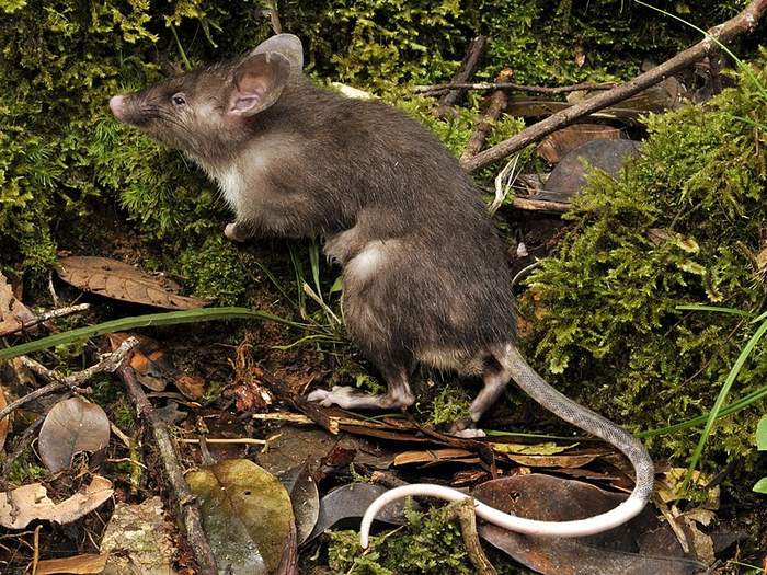 Свиноносая крыса (Hyorhinomys stuempkei), фотографии фото грызуны