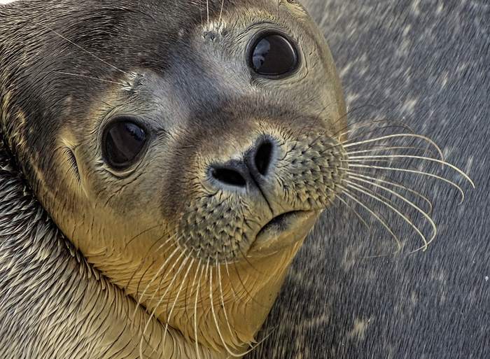 Морда тюленя с длинными усами, фотографии фото животные