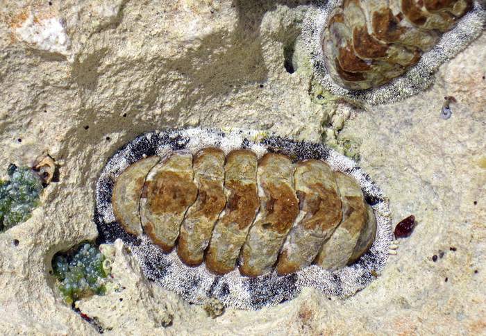 Acanthopleura granulata, фотографии фото моллюски