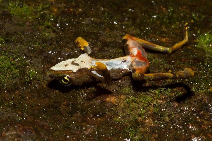 Мертвая лягушка, погибшая от заражения Batrachocytrium dendrobatidis, фотографии фото грибки