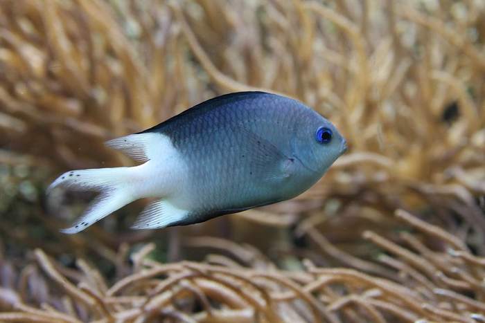 Колючий хромис (Acanthochromis polyacanthus), фотографии фото рыбы