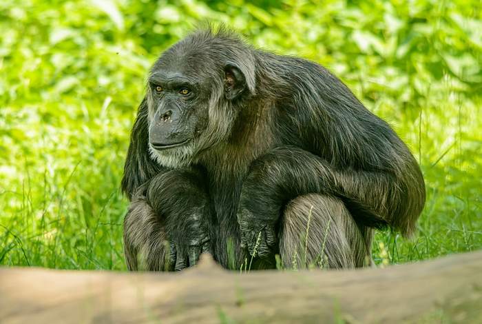 Старый шимпанзе, фотографии фото приматы