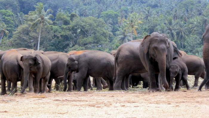 Азиатские (индийские) слоны (Elephas maximus), фотографии фото дикие животные