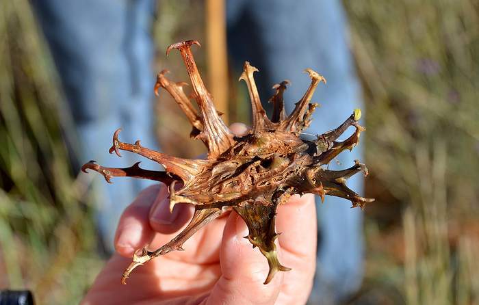 Чертов коготь, гарпагофитум распростертый (Harpagophytum procumbens), фотографии фото растения