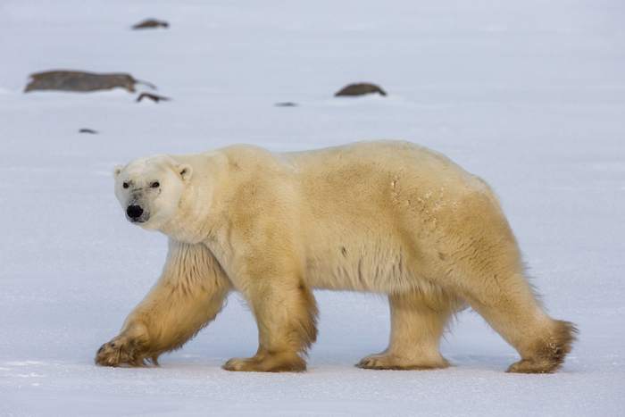 Белый медведь, фотографии фото хищники