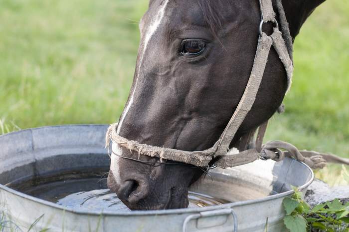 Лошадь пьет воду из таза тазика бадьи, фото фотография
