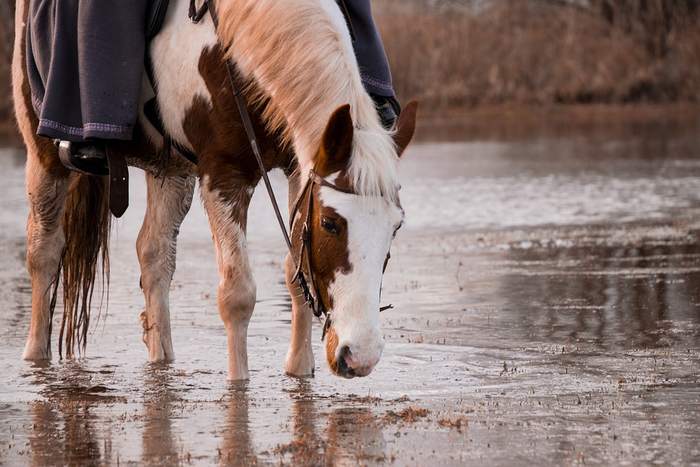 Лошадь пьет воду из реки, фото фотография