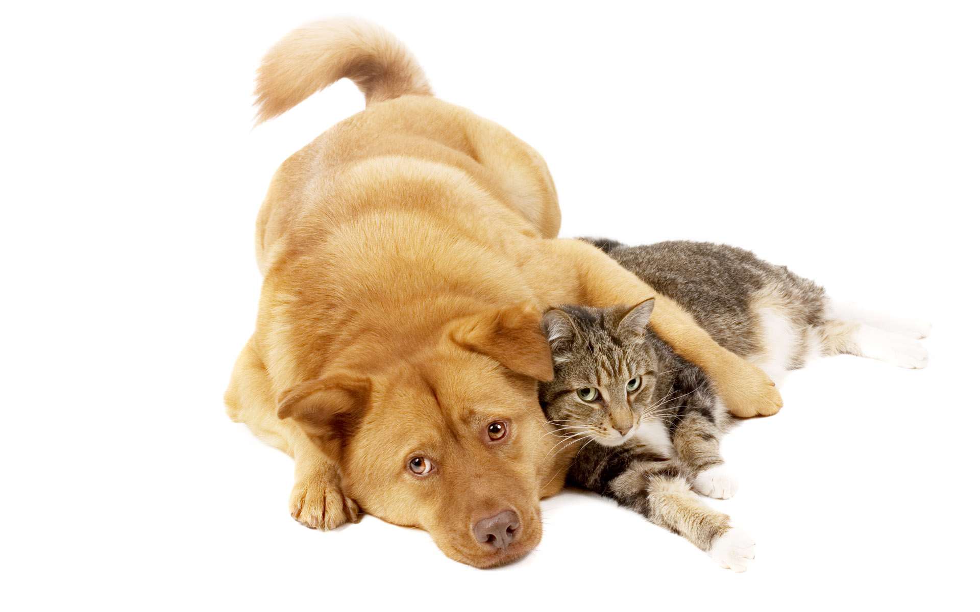 Домашние животные кошки и собаки
