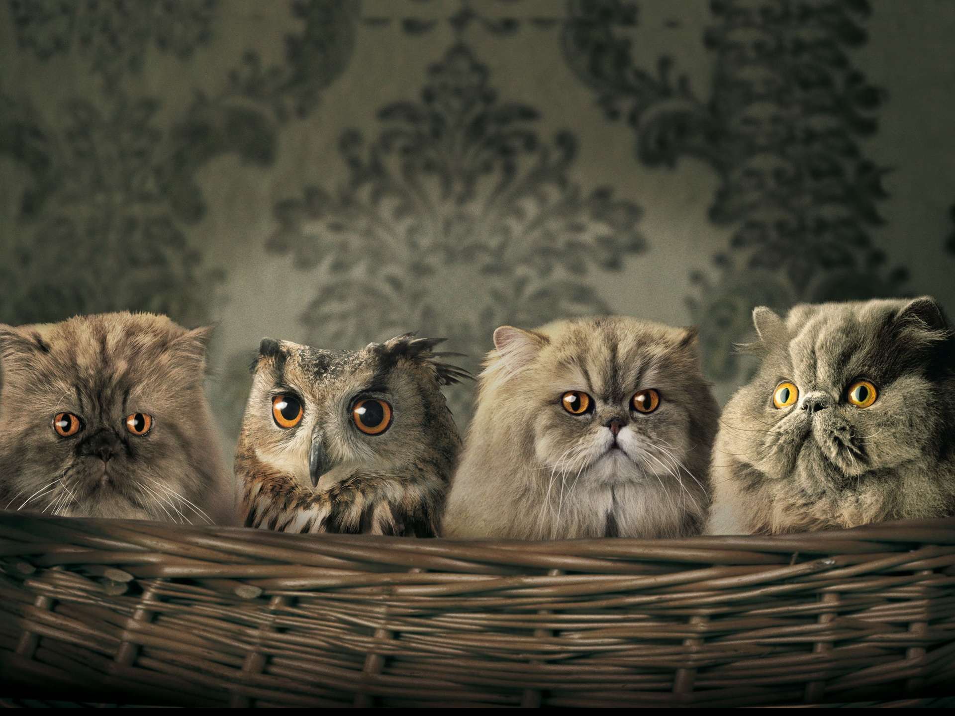 Сова спряталась среди персидских кошек, прикольная смешная картинка фото рисунок
