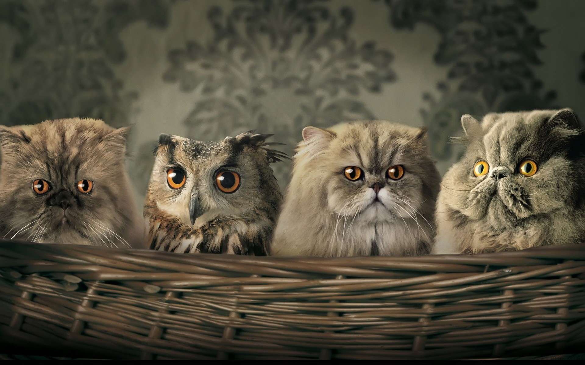 Сова спряталась среди персидских кошек, прикольная смешная картинка фото