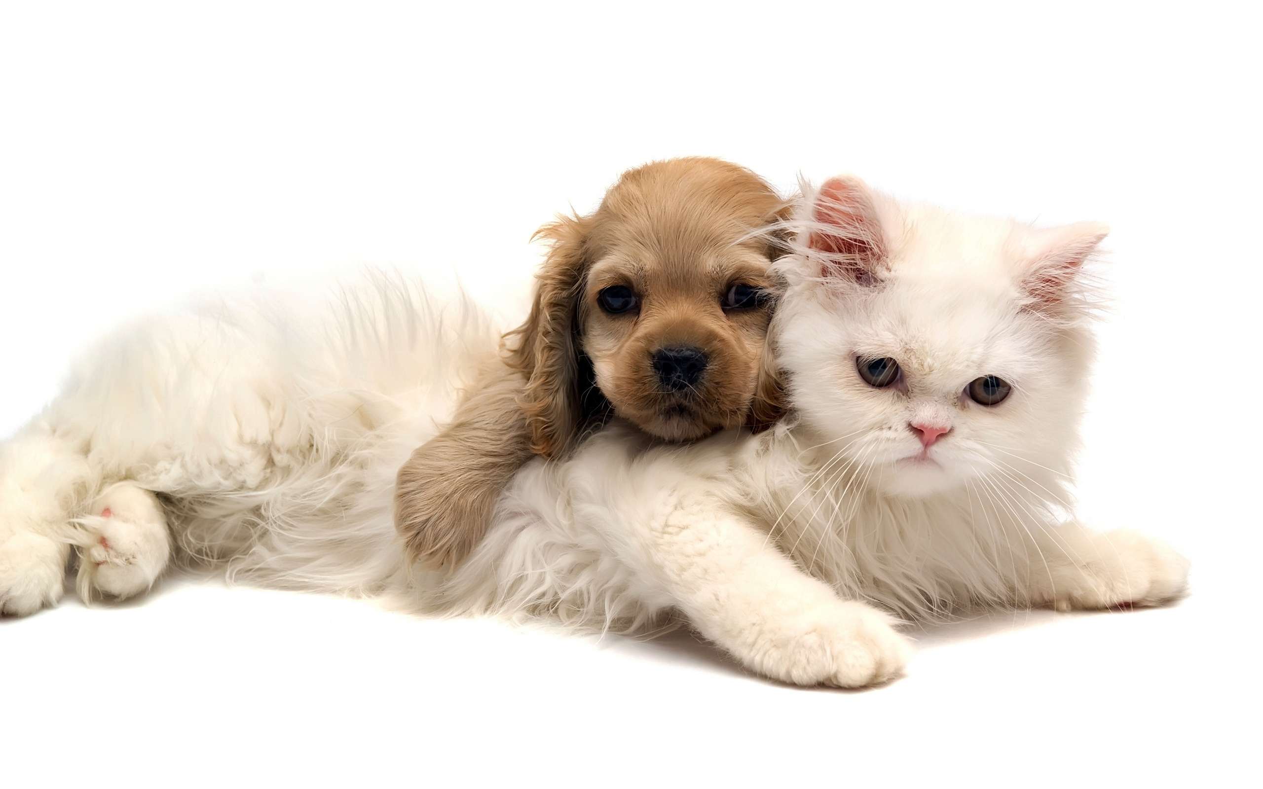 Персидская кошка и щенок кокер-спаниеля, прикольная смешная картинка фото