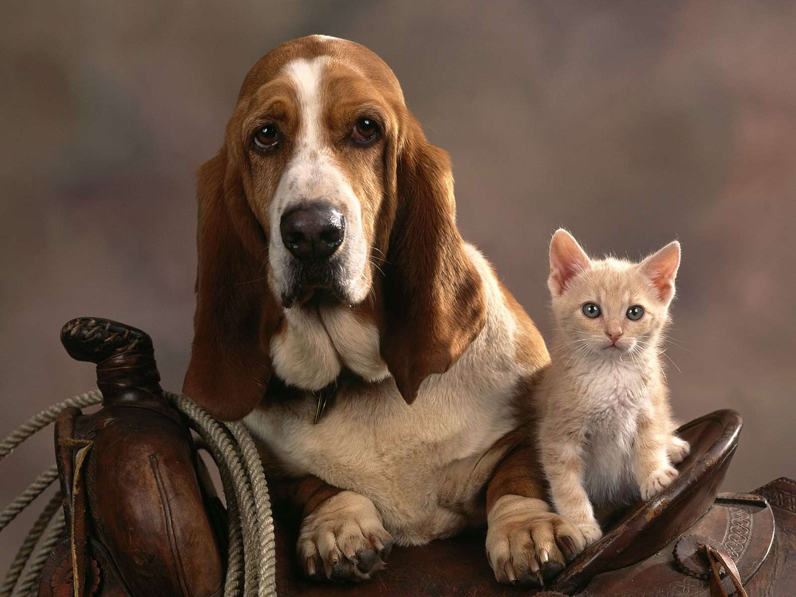 Бассет-хаунд и котенок в седле, прикольная смешная картинка фото