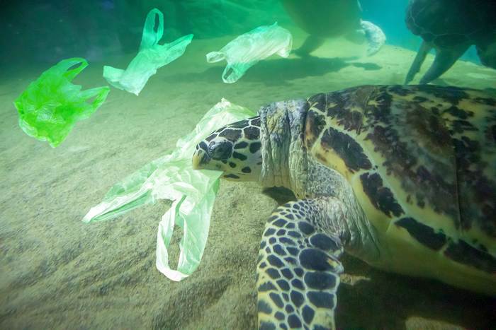 Морская черепаха кусает пластиковый пакет, фотографии фото рептилии