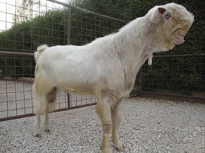 Дамасская коза, фотографии фото 
