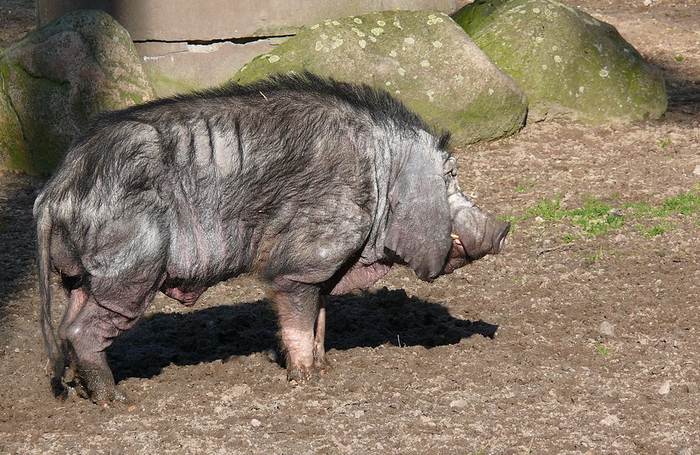 Китайская вислоухая свинья мейшан, фотографии фото 