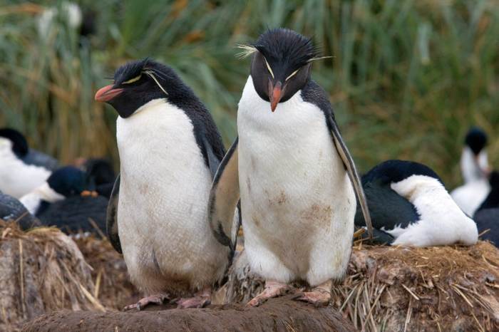 Хохлатые пингвины (Eudyptes chrysocome), фотографии фото птицы