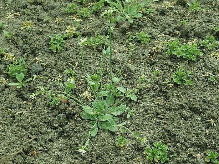 Резуховидка Таля (Arabidopsis thaliana), фотографии фото растения