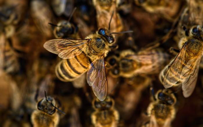 Медоносная пчела, фотографии фото насекомые