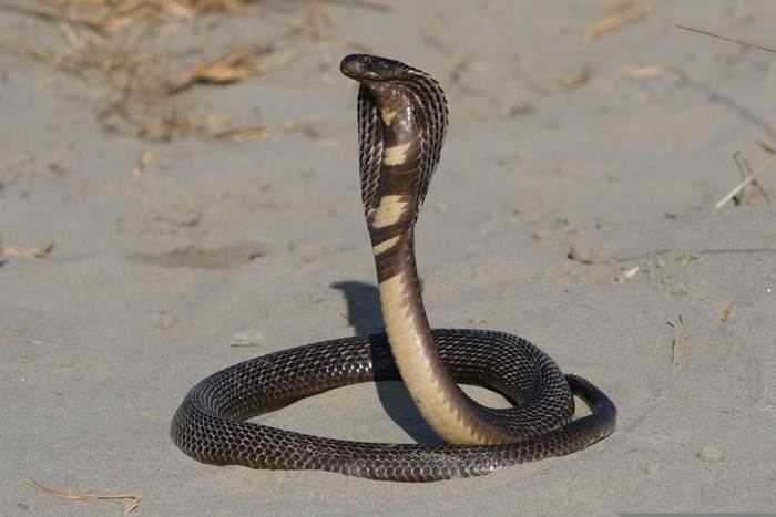 Кобра с раскрытым капюшоном, фотографии фото змеи