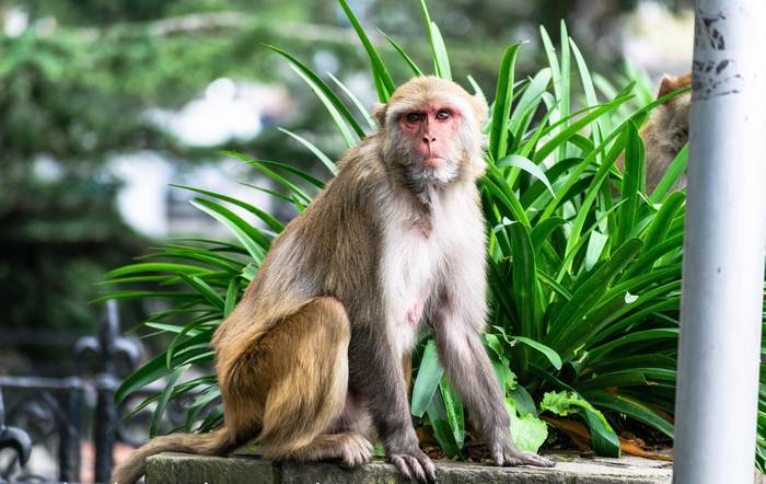 Макак резус (Macaca mulatta), фотографии фото приматы