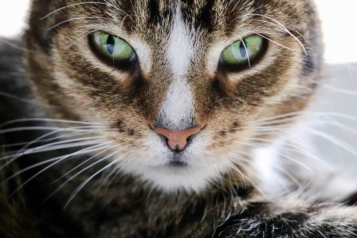 Глаза домашней кошки, фотографии фото ракообразные
