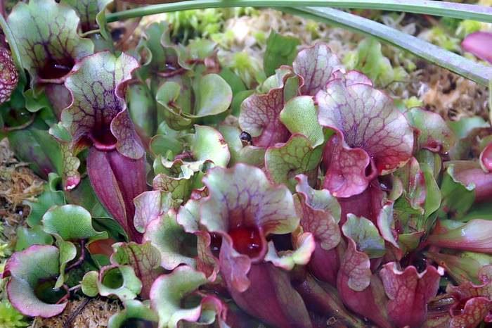 Хищное растение саррацения пурпурная (Sarracenia purpurea), фотографии фото