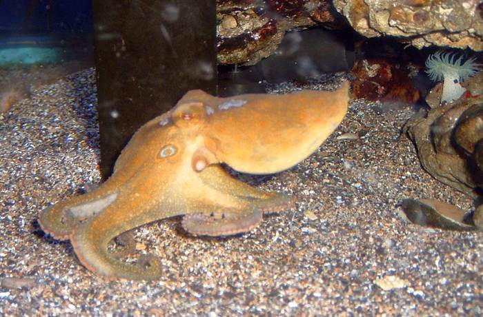 Калифорнийский двупятнистый осьминог (Octopus bimaculoides), фотографии фото головоногие