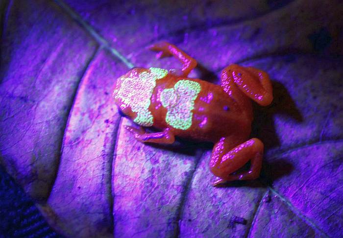 Седлоносая жаба (Brachycephalus ephippium), фотографии фото земноводные