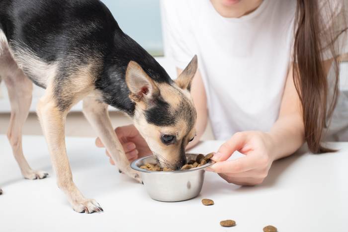 Маленькая собачка ест коммерческий сухой корм из миски, фото фотография